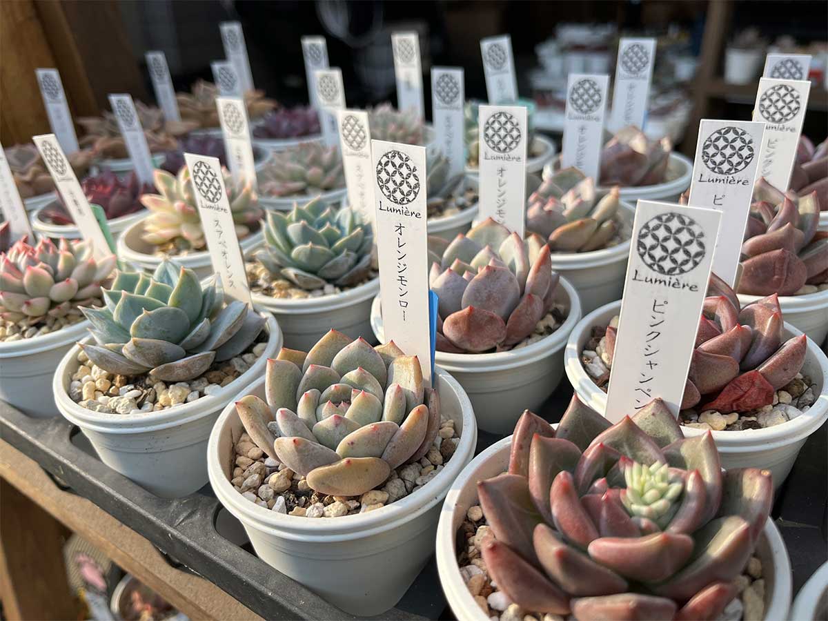 売り場が広くなりました😊 | 多肉植物専門店Lumiere