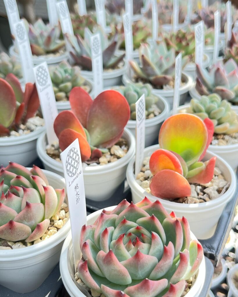 エケベリア-多肉植物専門店リュミエール