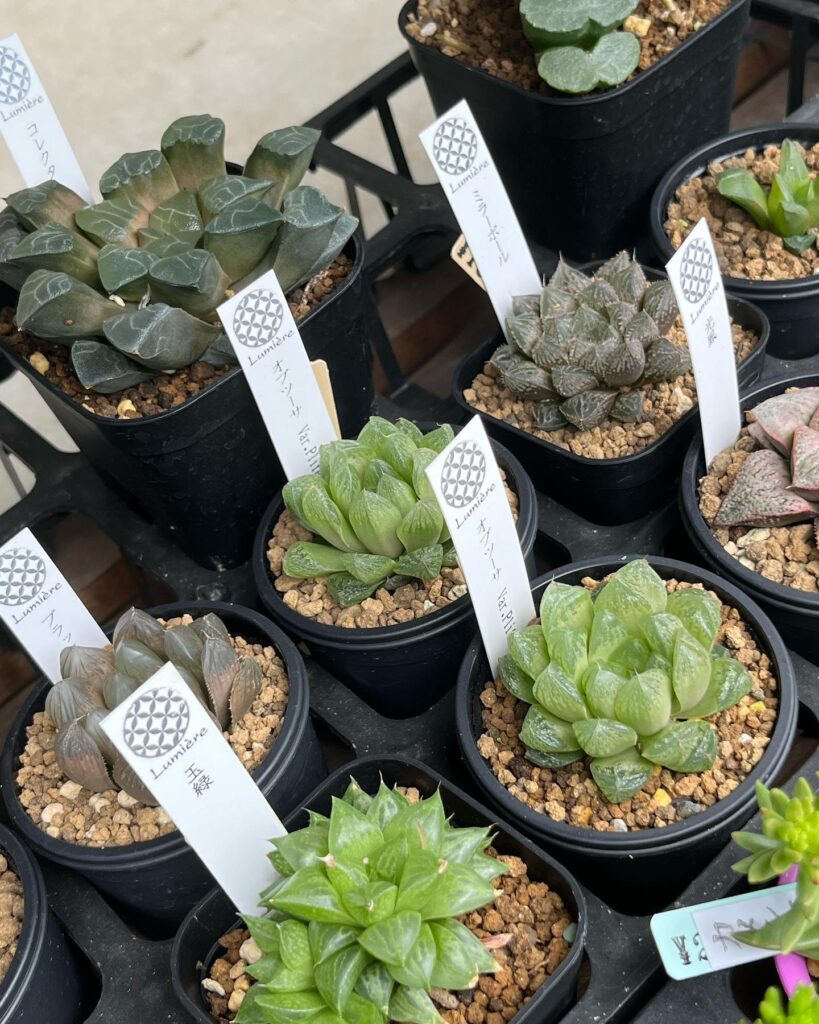 ハオルチア-多肉植物専門店リュミエール