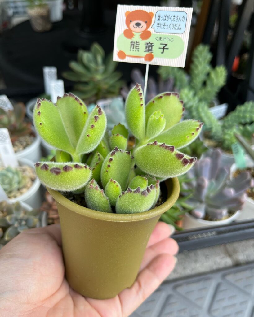 月兎耳🐰熊童子🐻‍❄️入荷しています😊 | 多肉植物専門店Lumiere