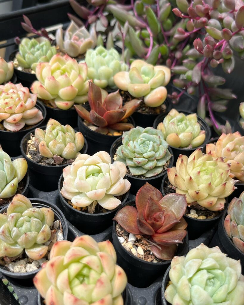 1寸エケベリア-多肉植物専門店リュミエール