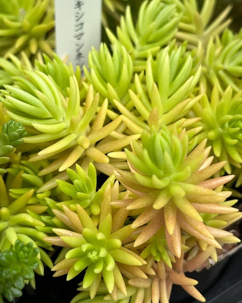 セダム-多肉植物専門店リュミエール