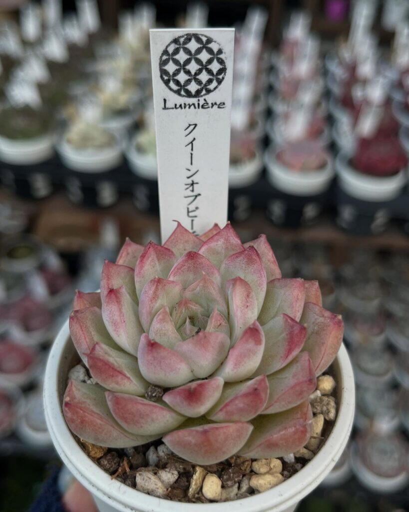 やっぱりピンクの多肉は可愛い！ | 多肉植物専門店Lumiere