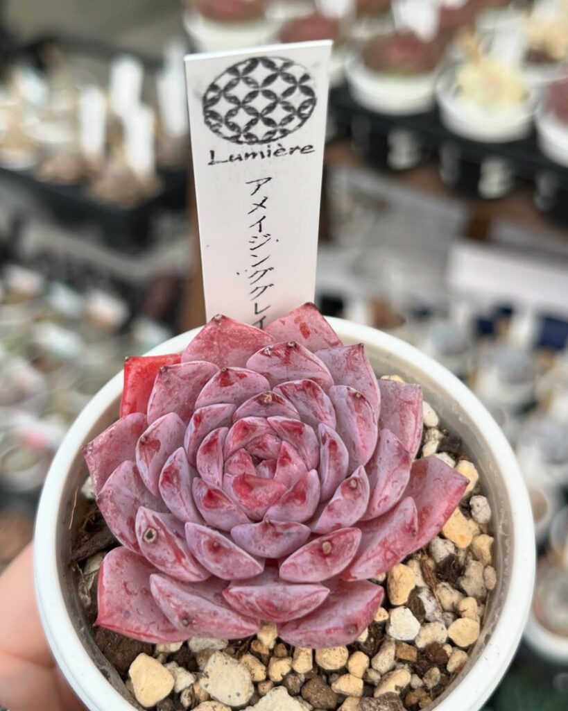 グレーとピンクの多肉植物*6 20250118-多肉植物専門店