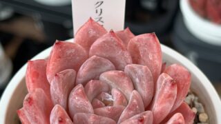 シュガークリスタルどっちが好き⁉️ | 多肉植物専門店Lumiere