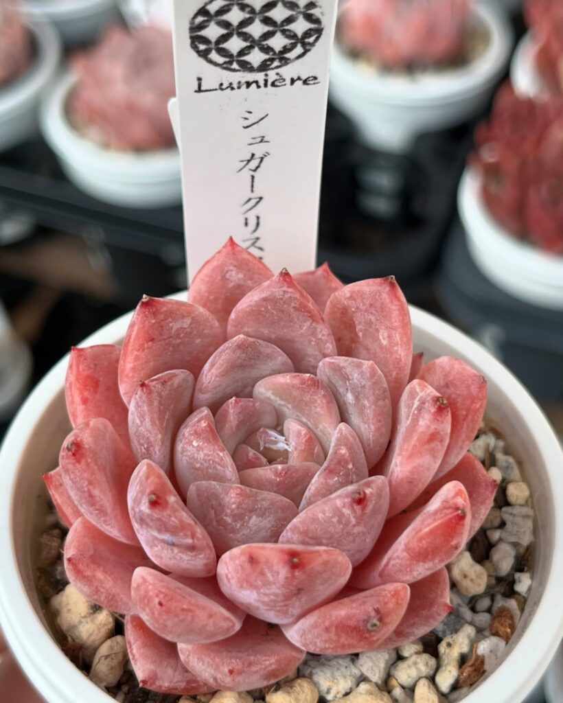 シュガークリスタルどっちが好き⁉️ | 多肉植物専門店Lumiere