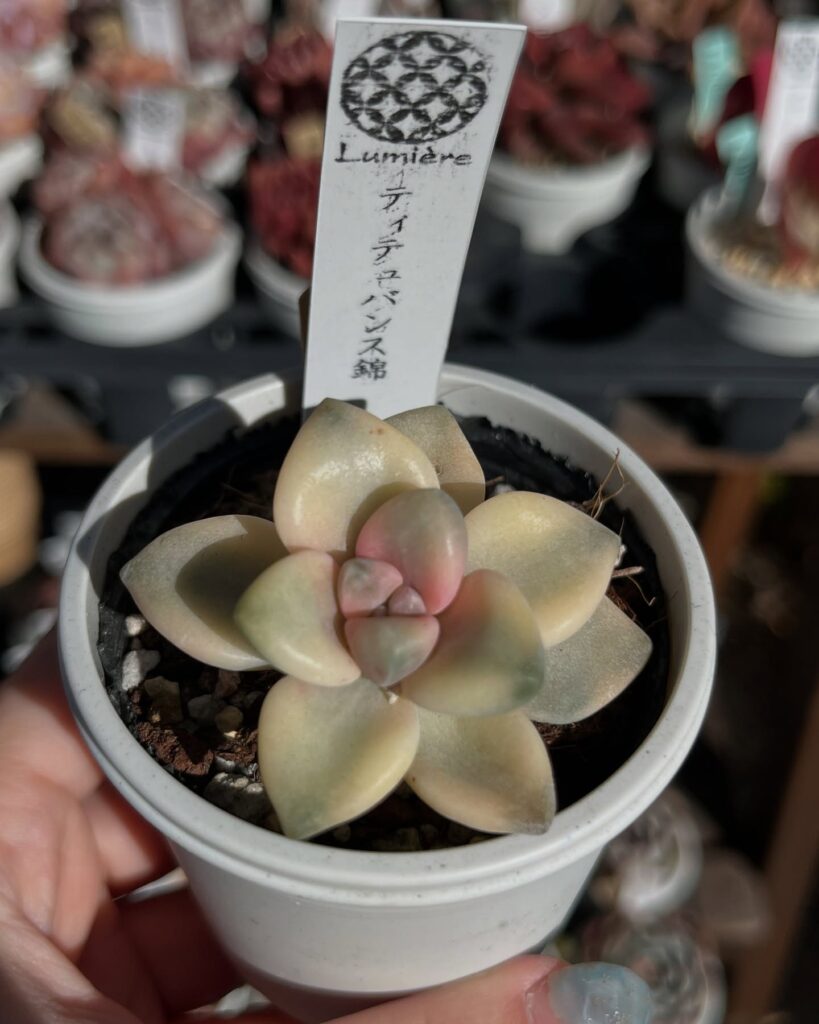 ティテュバンス錦_多肉植物専門店リュミエール