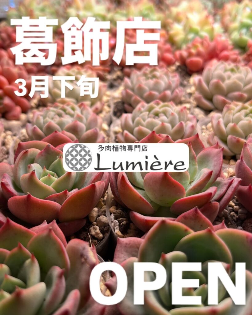 多肉植物専門店Lumière 葛飾店がオープンします | 多肉植物専門店Lumiere