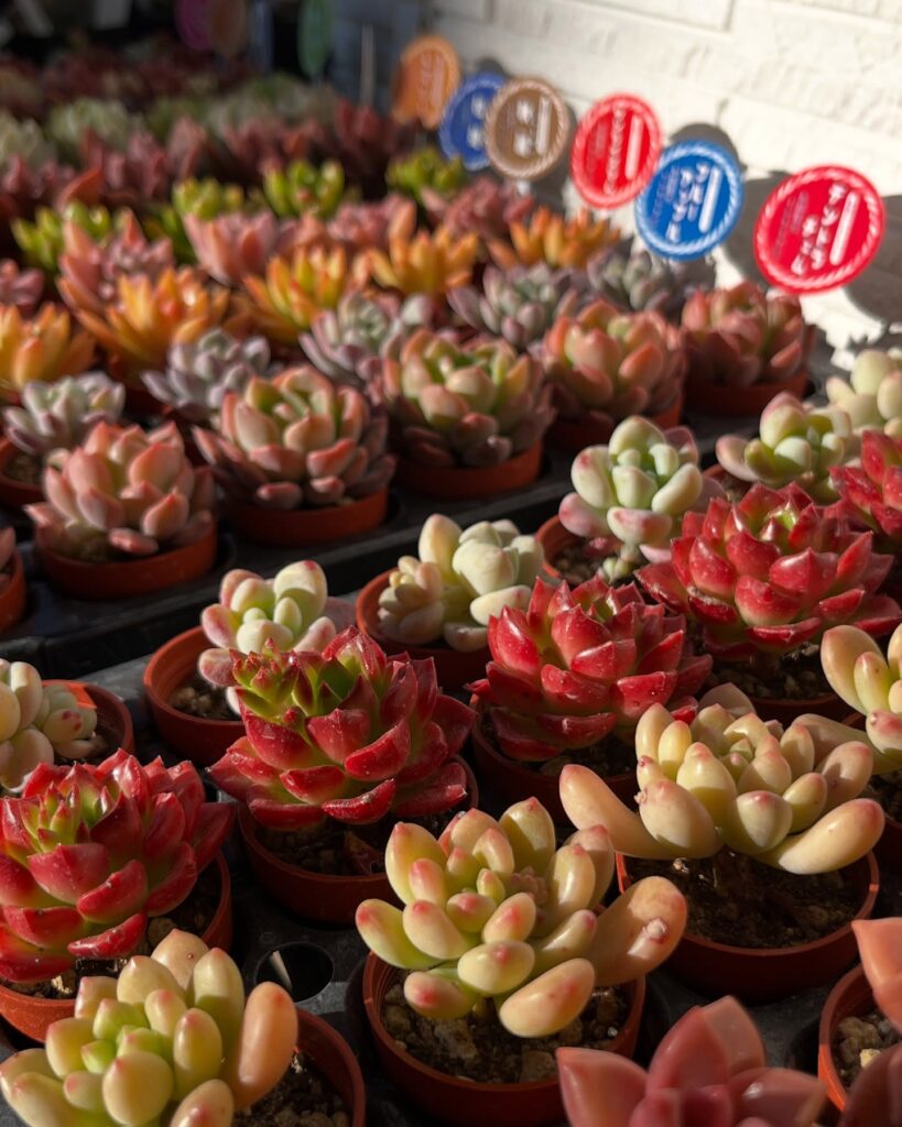 柏屋商店多肉植物1寸鉢|多肉植物専門店リュミエール