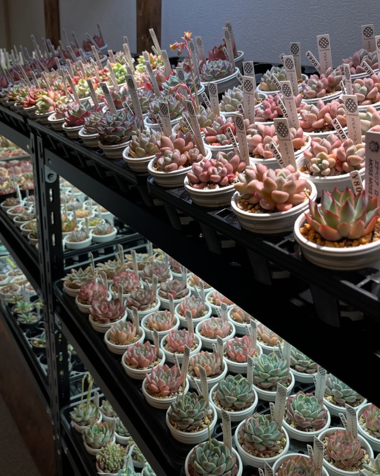 東京でたくさん多肉植物が並ぶお店 | 多肉植物専門店リュミエール_20250404