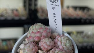 たくさん入荷中✨✨