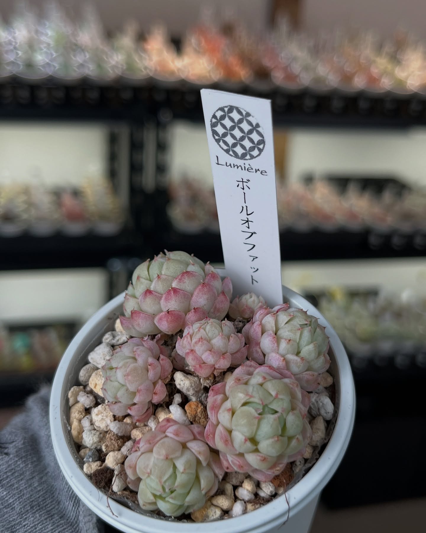 東京でたくさん多肉植物が並ぶお店 | 多肉植物専門店リュミエール_20250415