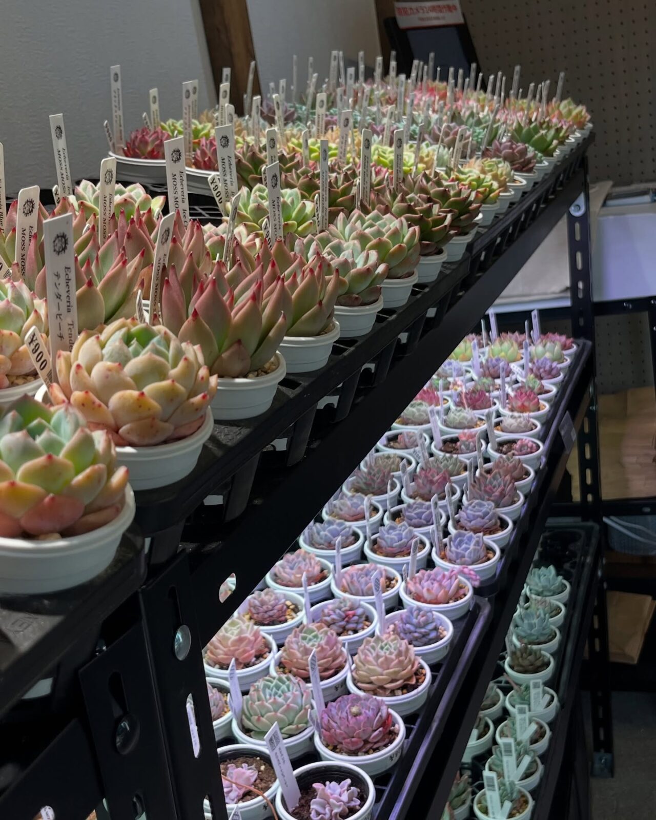 東京でたくさん多肉植物が並ぶお店 | 多肉植物専門店リュミエール_20250522
