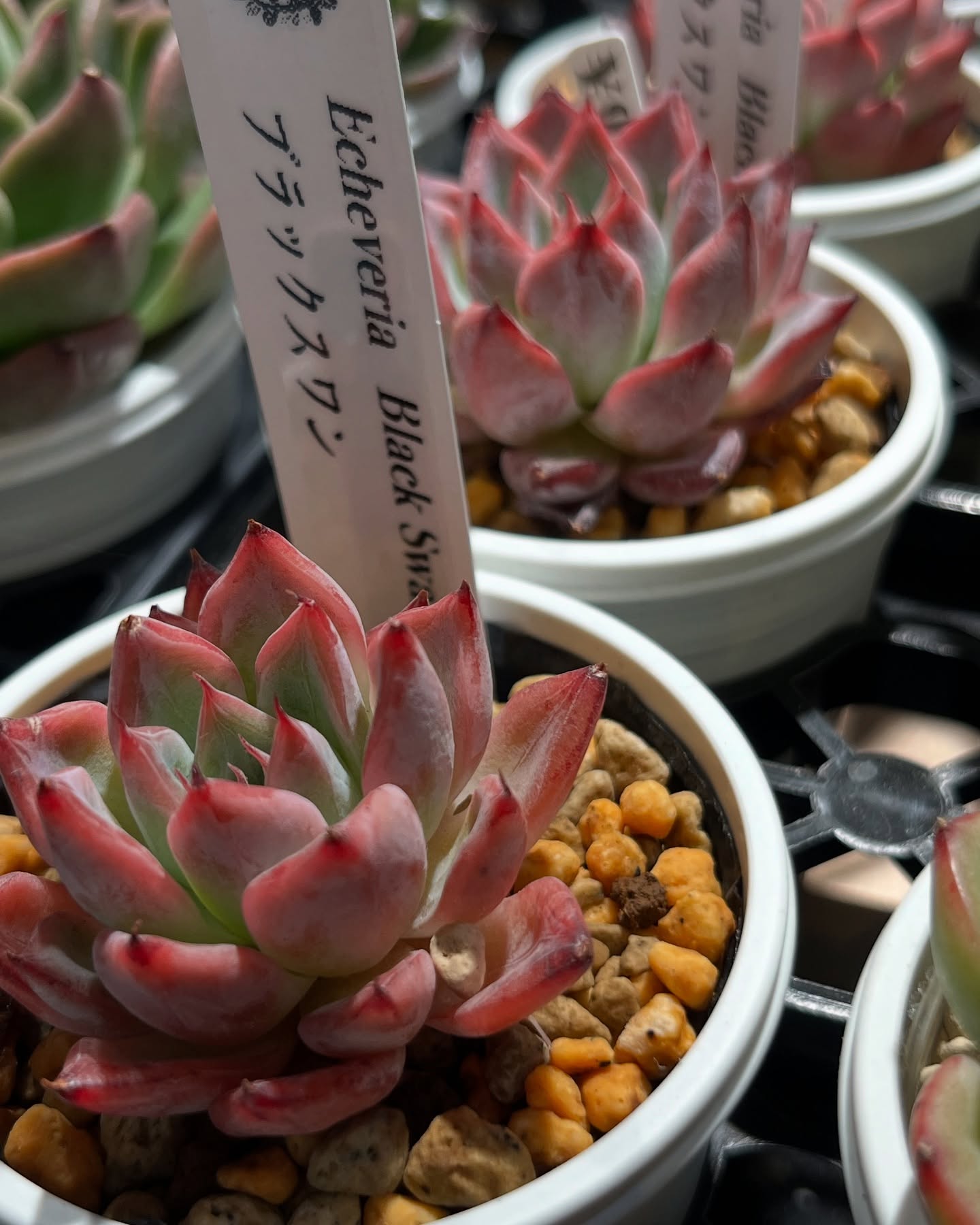 東京でたくさん多肉植物が並ぶお店 | 多肉植物専門店リュミエール_20250523