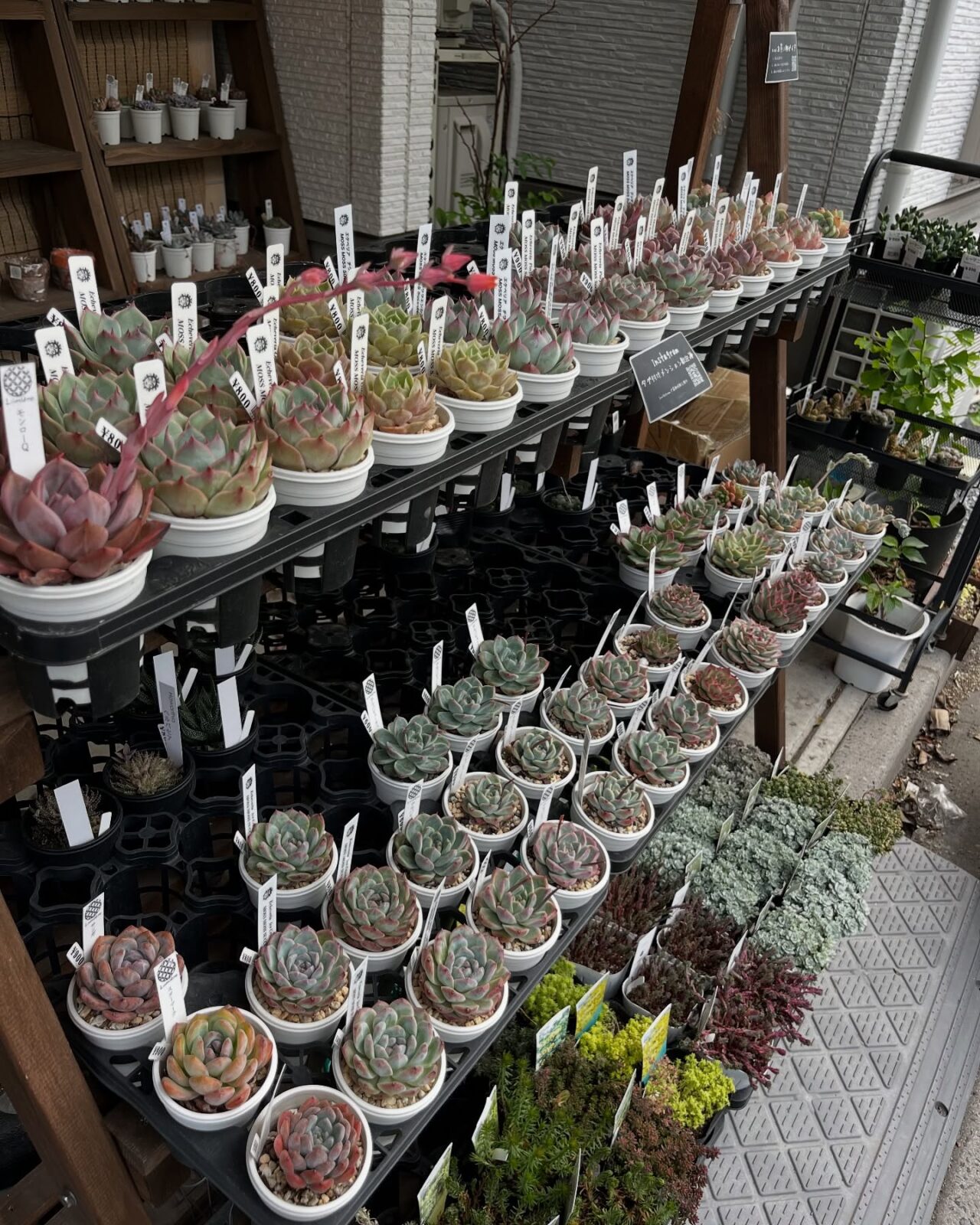 東京でたくさん多肉植物が並ぶお店 | 多肉植物専門店リュミエール_20250607