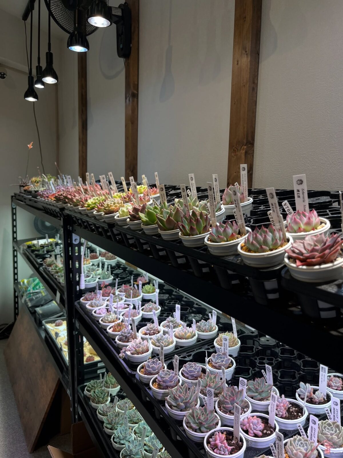 東京でたくさん多肉植物が並ぶお店 | 多肉植物専門店リュミエール_20250610