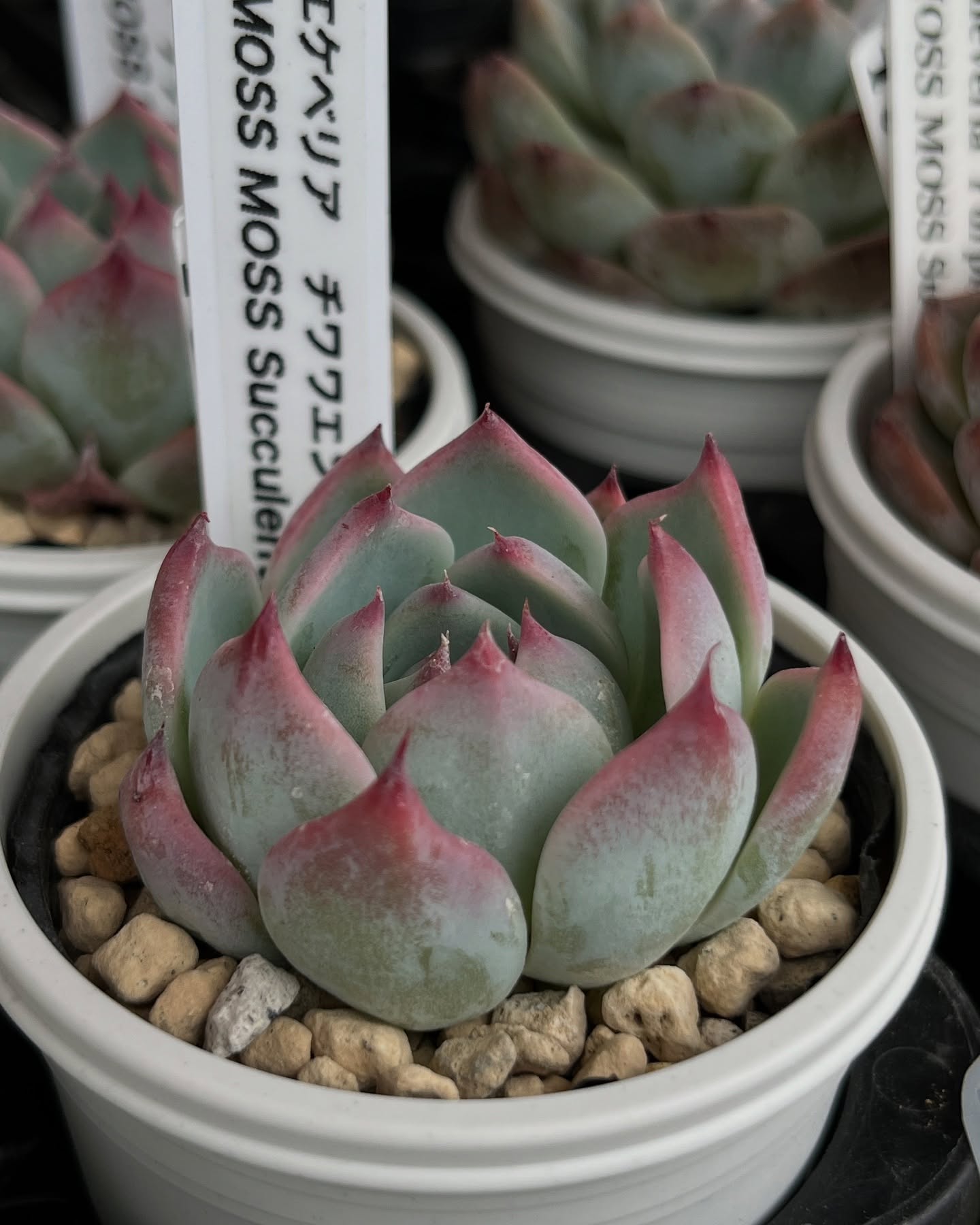 東京でたくさん多肉植物が並ぶお店 | 多肉植物専門店リュミエール_20250610
