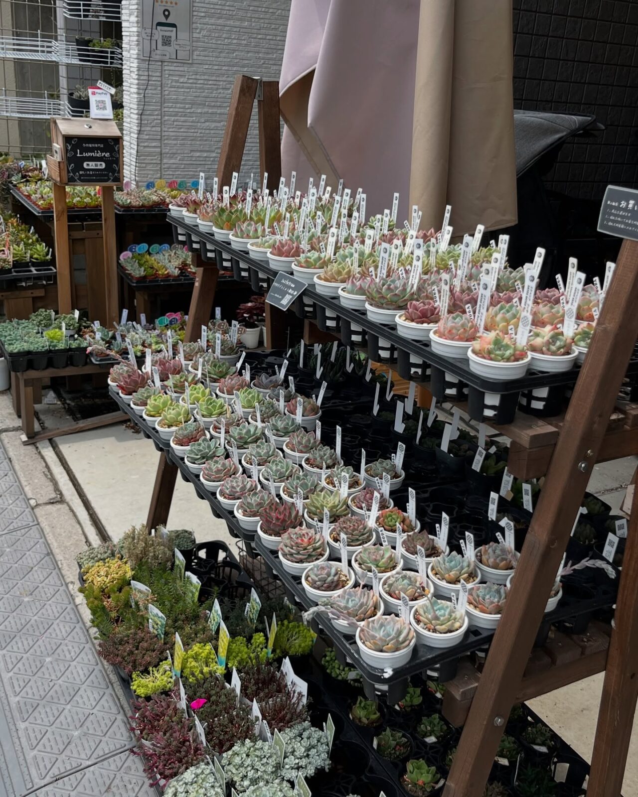 東京でたくさん多肉植物が並ぶお店 | 多肉植物専門店リュミエール_20250613