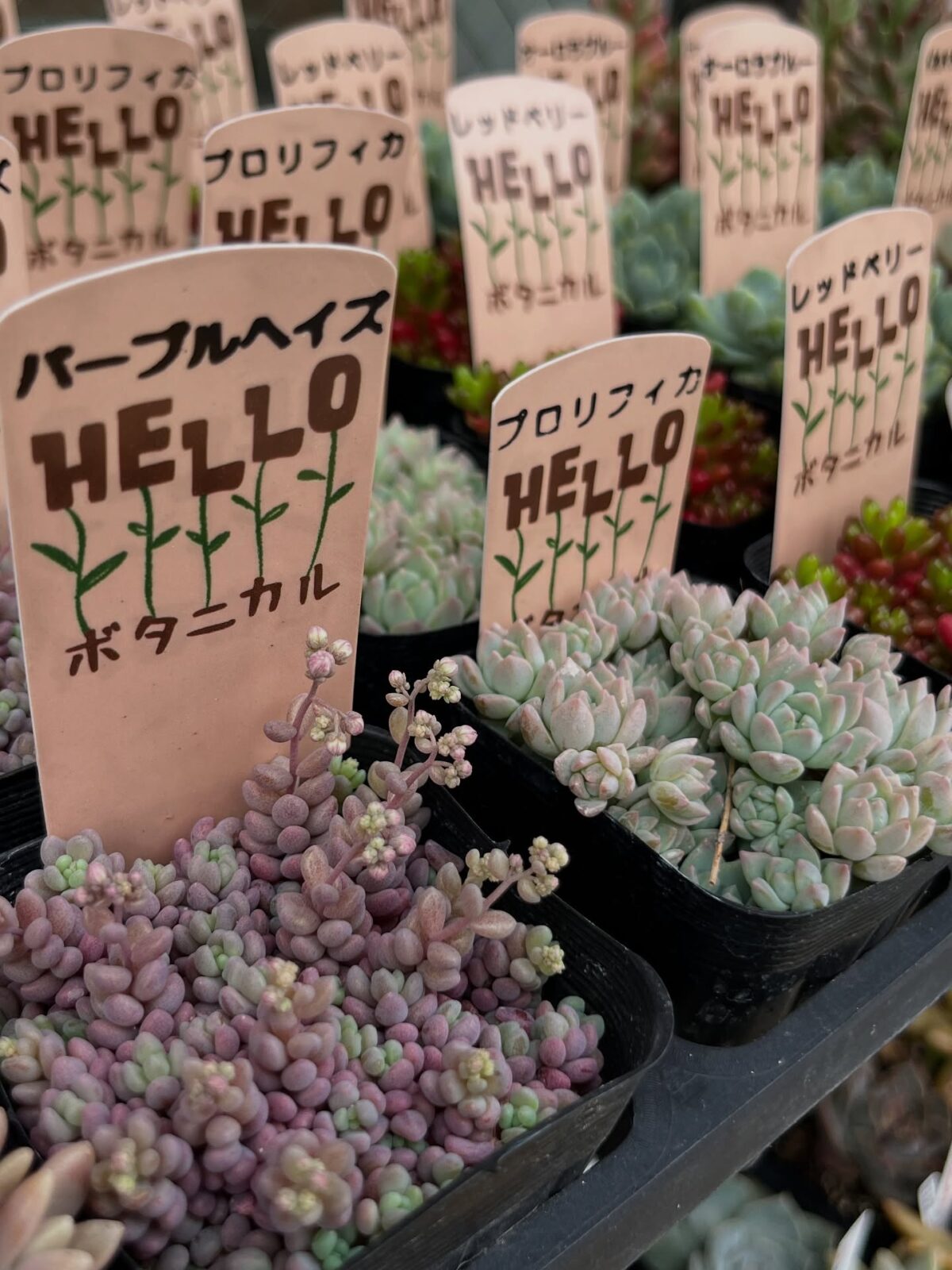 東京でたくさん多肉植物が並ぶお店 | 多肉植物専門店リュミエール_20250614