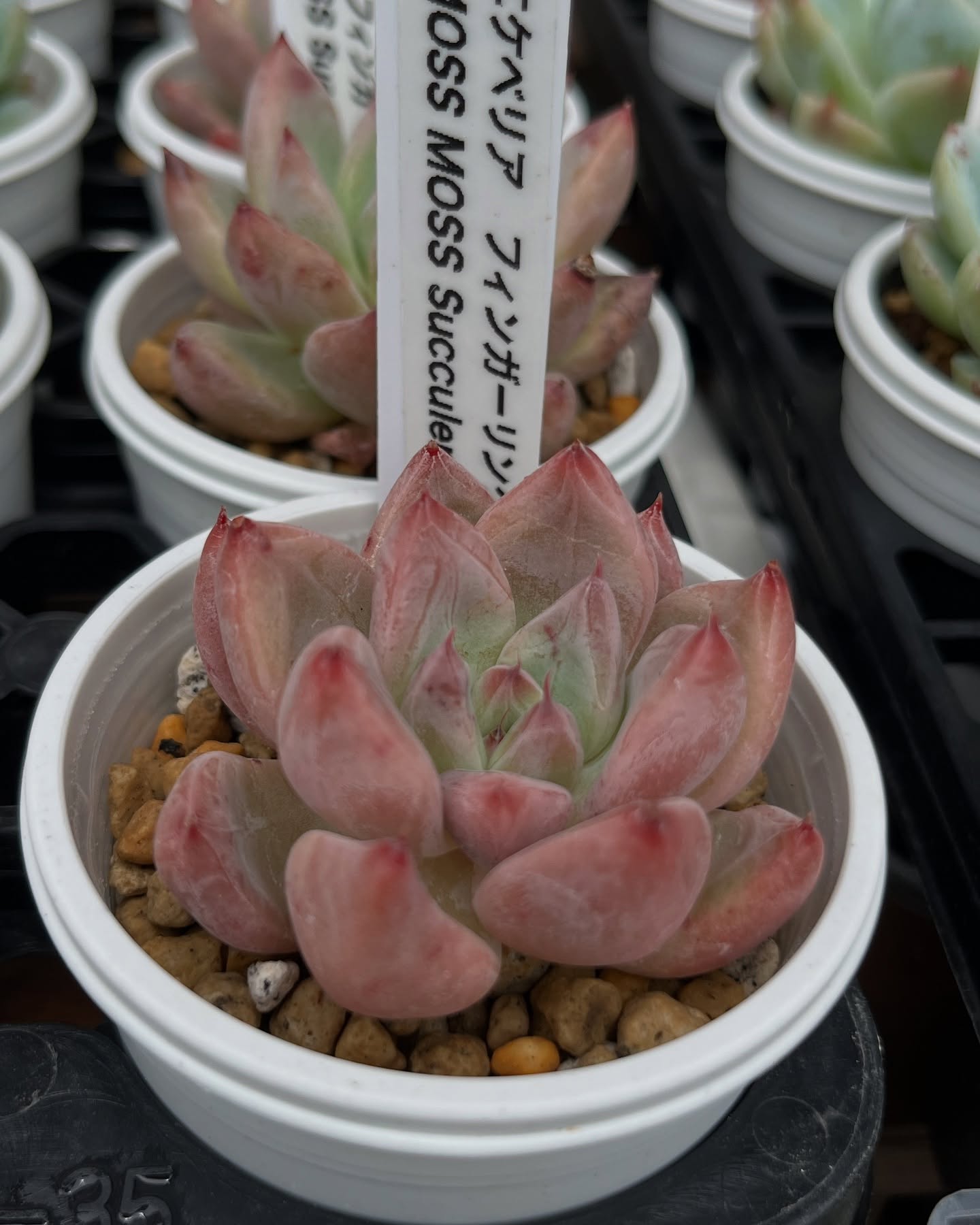 東京でたくさん多肉植物が並ぶお店 | 多肉植物専門店リュミエール_20250614