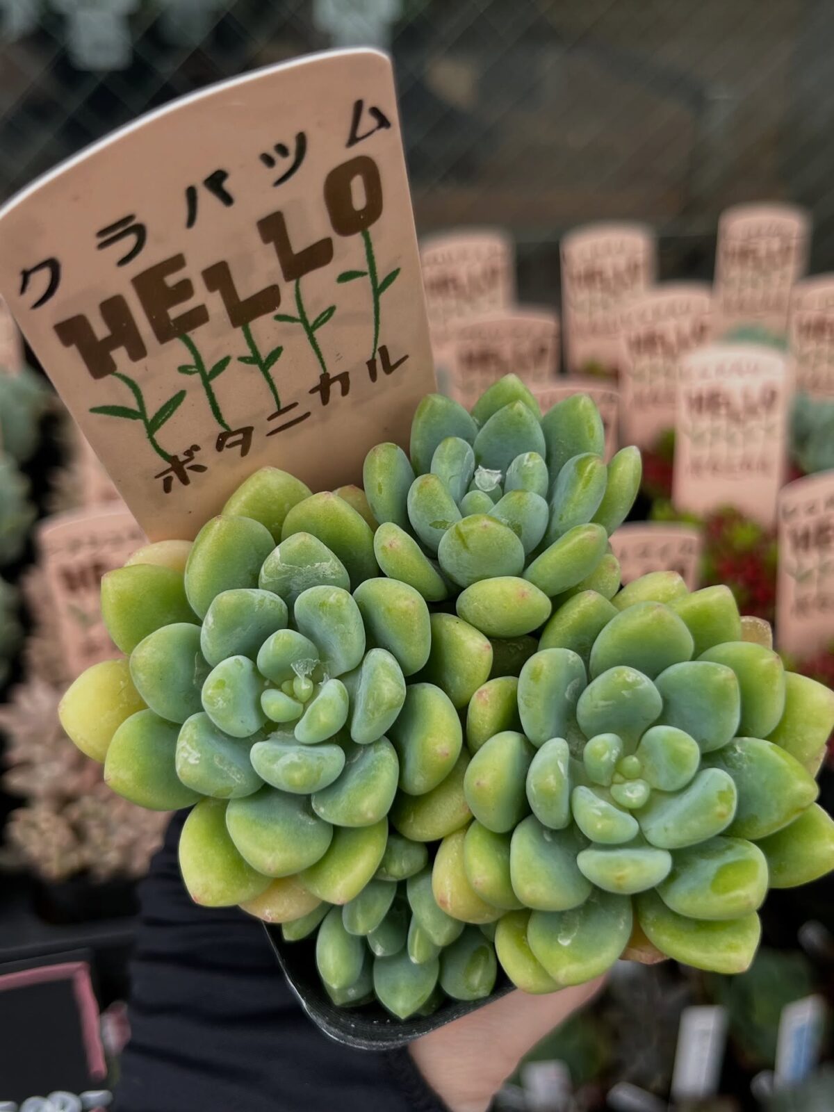 東京でたくさん多肉植物が並ぶお店 | 多肉植物専門店リュミエール_20250616