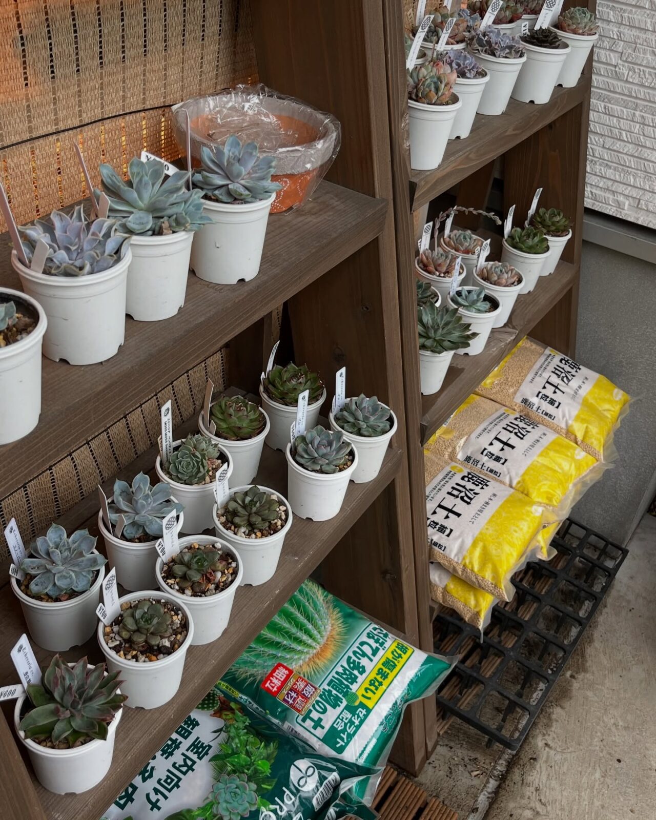 東京でたくさん多肉植物が並ぶお店 | 多肉植物専門店リュミエール_20250616