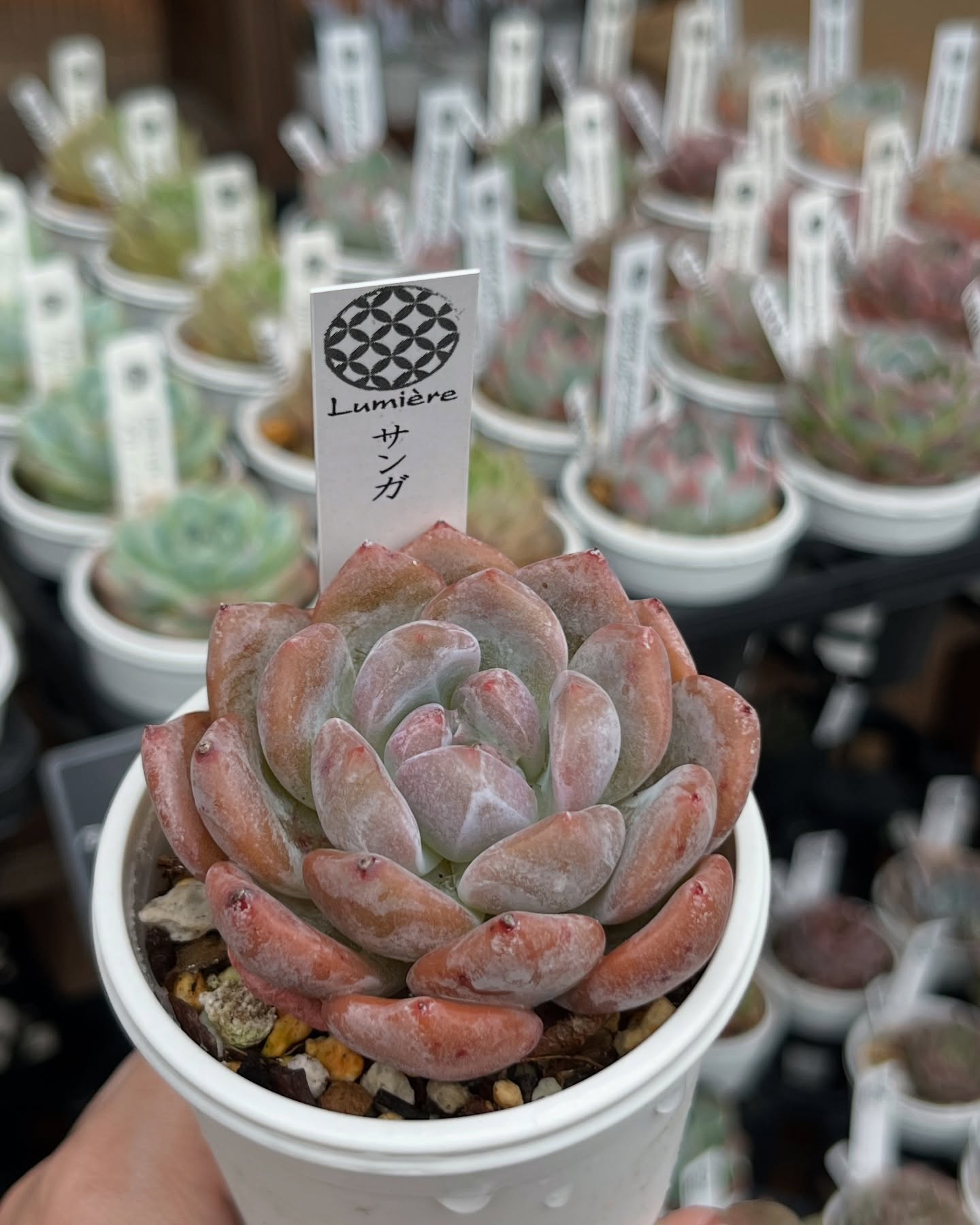 東京でたくさん多肉植物が並ぶお店 | 多肉植物専門店リュミエール_20250617