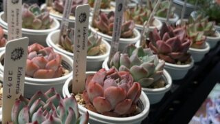 エケベリア入荷✨