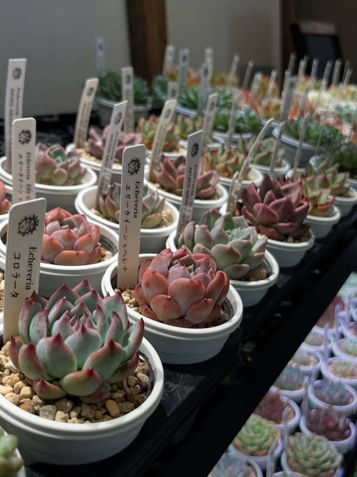東京でたくさん多肉植物が並ぶお店 | 多肉植物専門店リュミエール_20250618