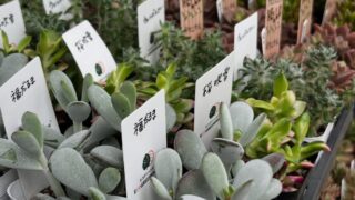 探すと意外と見つからない！？🔍