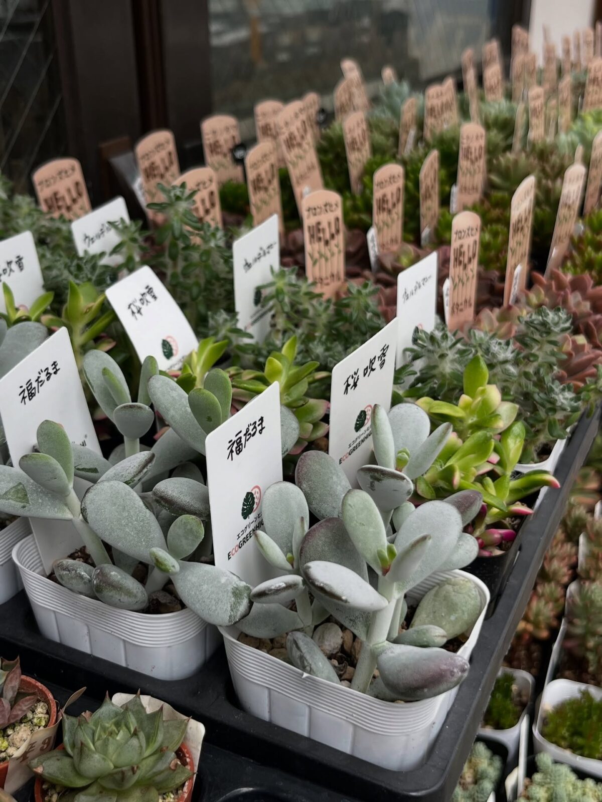 東京でたくさん多肉植物が並ぶお店 | 多肉植物専門店リュミエール_20250623