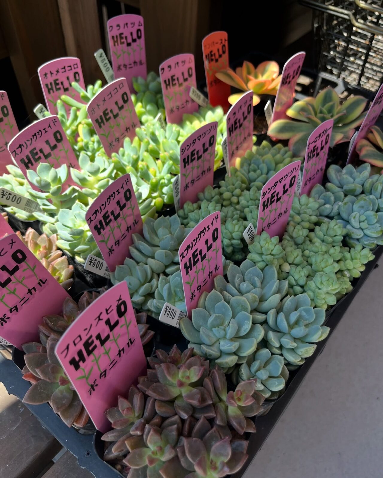 東京でたくさん多肉植物が並ぶお店 | 多肉植物専門店リュミエール_20250725