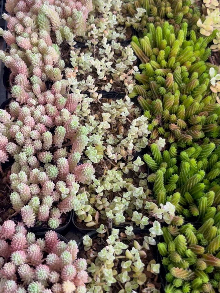 東京でたくさん多肉植物が並ぶお店 | 多肉植物専門店リュミエール_20250810