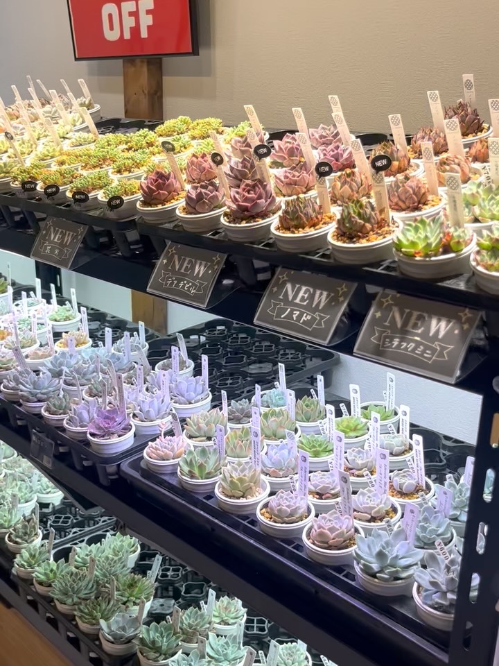 東京でたくさん多肉植物が並ぶお店 | 多肉植物専門店リュミエール_20250815
