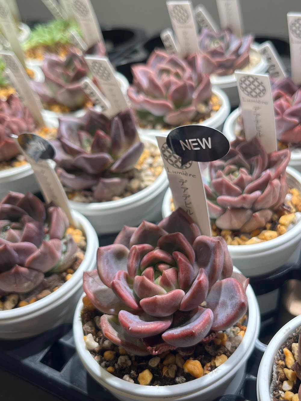 東京でたくさん多肉植物が並ぶお店 | 多肉植物専門店リュミエール_20250817