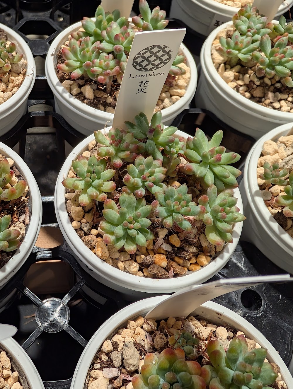 東京でたくさん多肉植物が並ぶお店 | 多肉植物専門店リュミエール_20250818