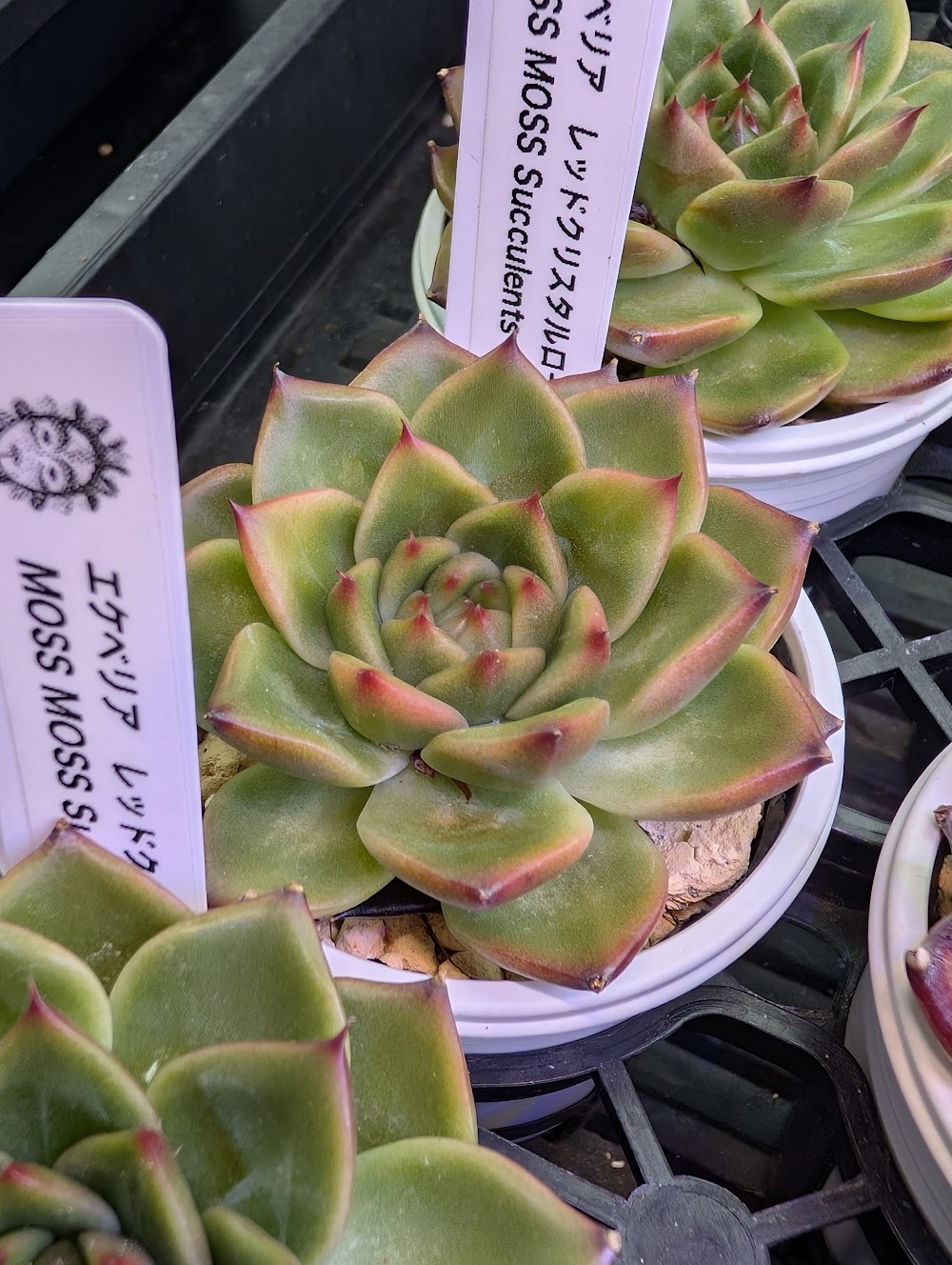 東京でたくさん多肉植物が並ぶお店 | 多肉植物専門店リュミエール_20250821