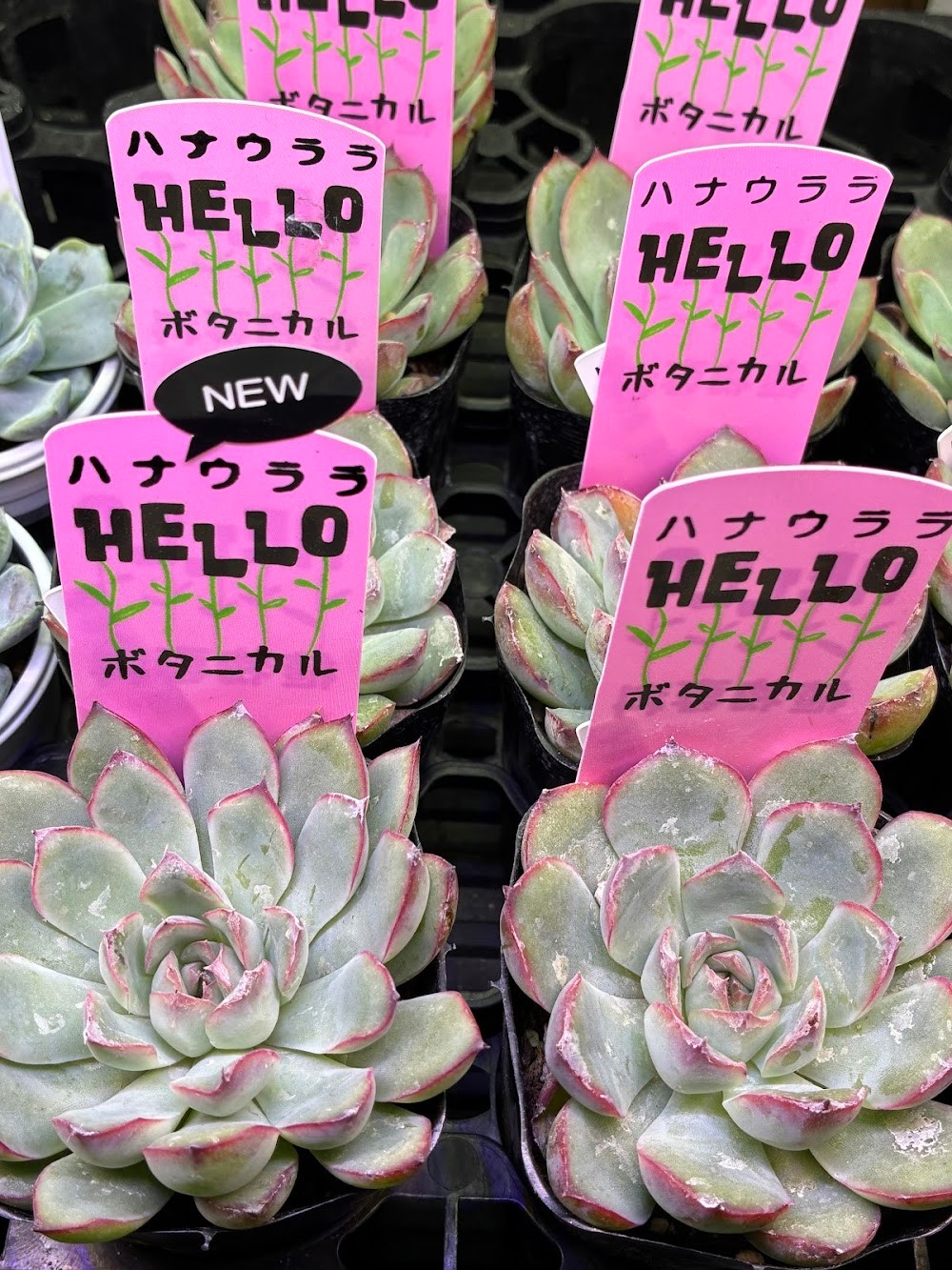 東京でたくさん多肉植物が並ぶお店 | 多肉植物専門店リュミエール_20250822