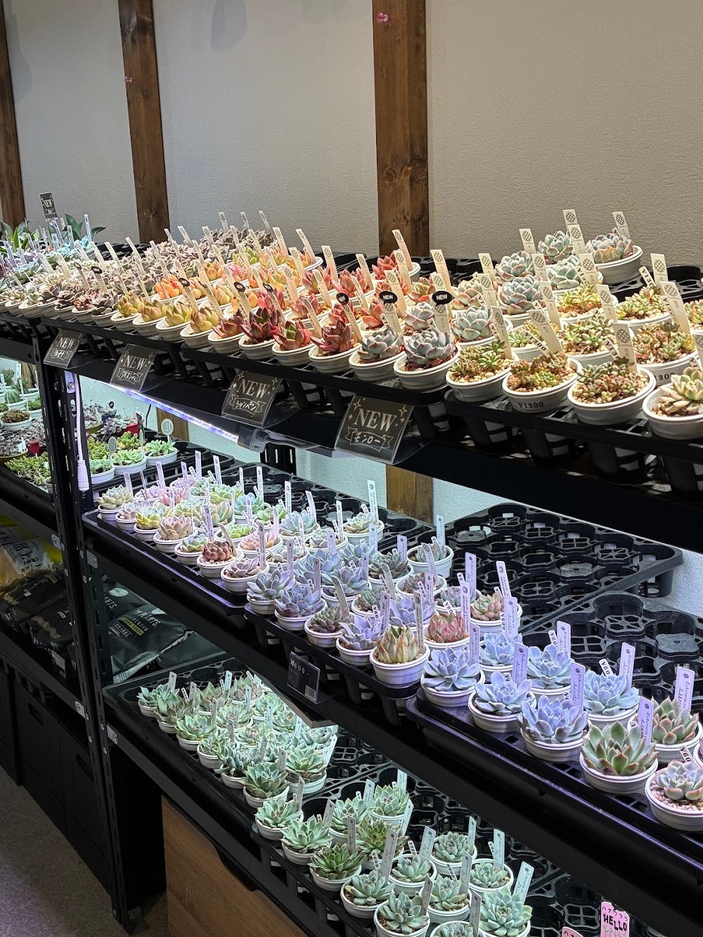 東京でたくさん多肉植物が並ぶお店 | 多肉植物専門店リュミエール_20250827