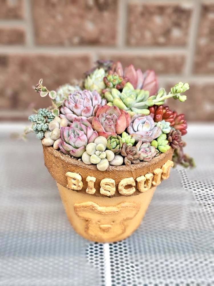 A-44.アンティーク風 フレームリメ鉢　多肉植物　寄植え A-44.アンティーク風 フレームリメ鉢 多肉植物 寄植え