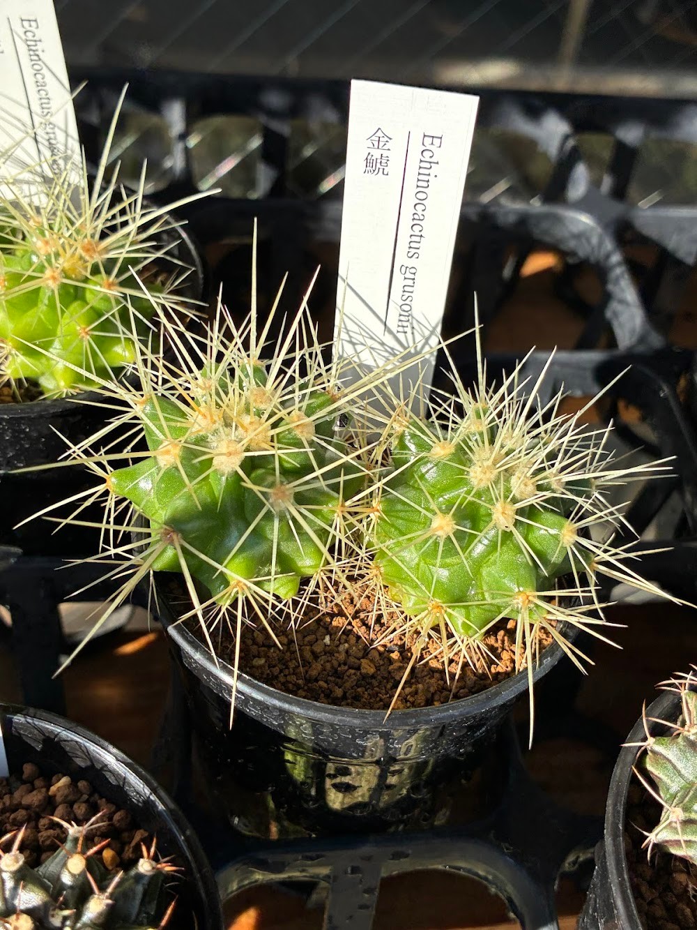 東京でたくさん多肉植物が並ぶお店 | 多肉植物専門店リュミエール_20250901
