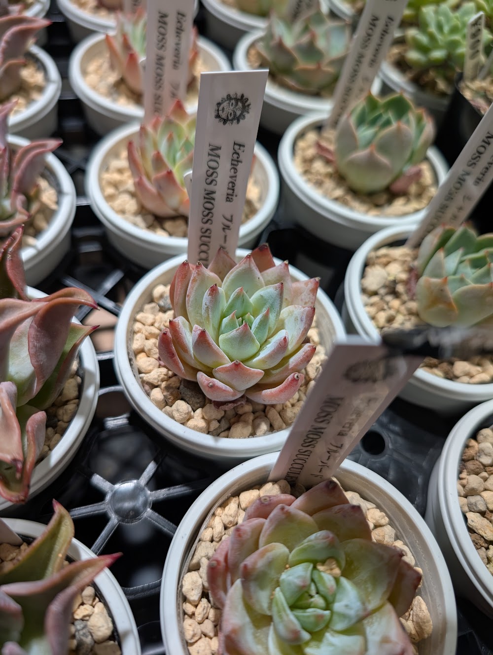 東京でたくさん多肉植物が並ぶお店 | 多肉植物専門店リュミエール_20250905