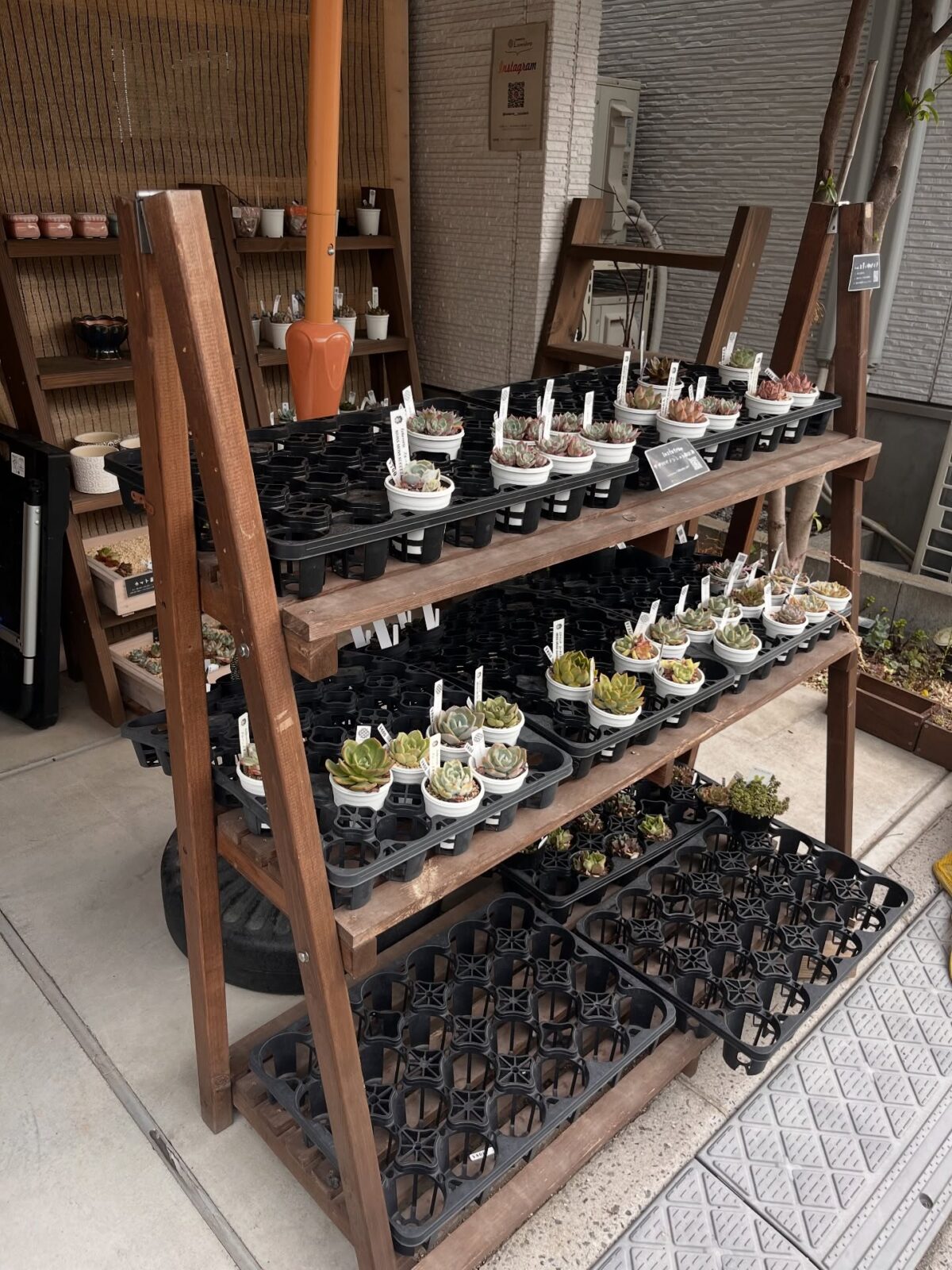 東京でたくさん多肉植物が並ぶお店 | 多肉植物専門店リュミエール_20250910