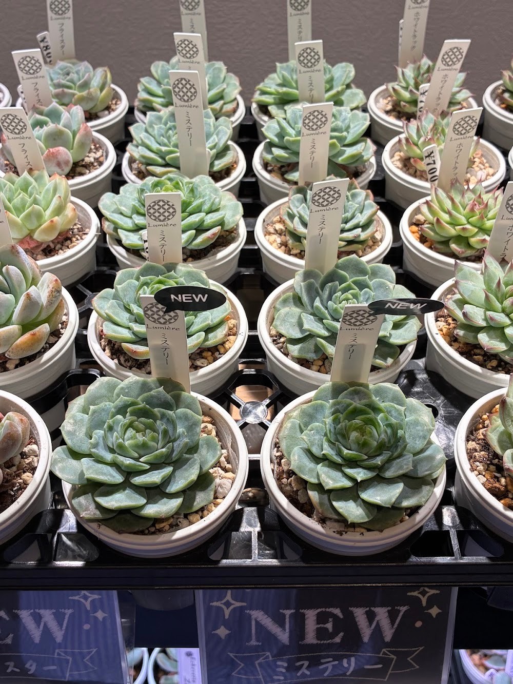 東京でたくさん多肉植物が並ぶお店 | 多肉植物専門店リュミエール_20250910
