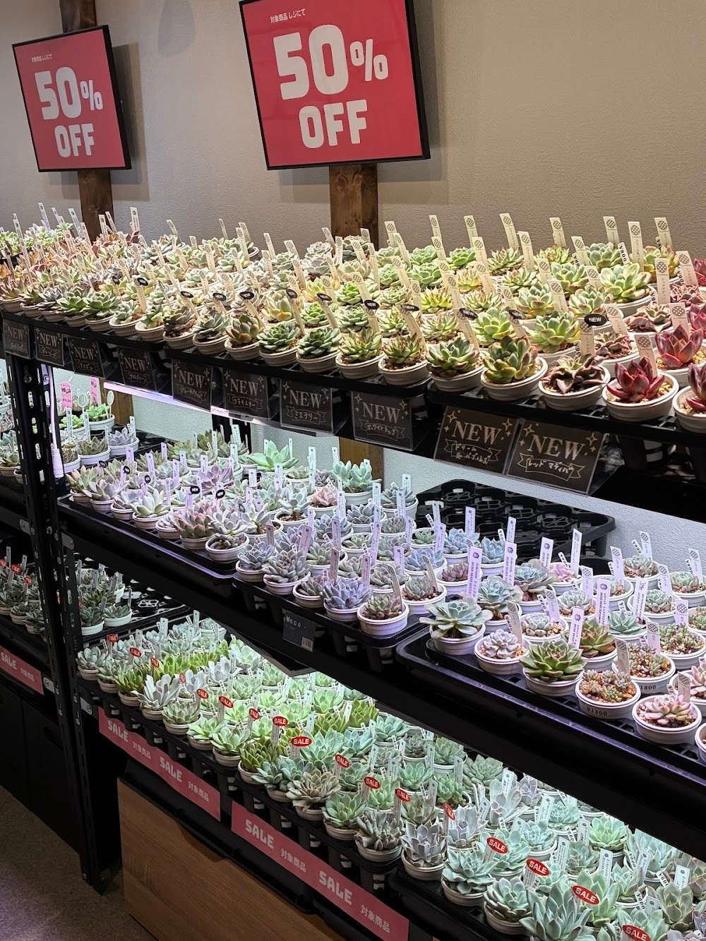 東京でたくさん多肉植物が並ぶお店 | 多肉植物専門店リュミエール_20250912
