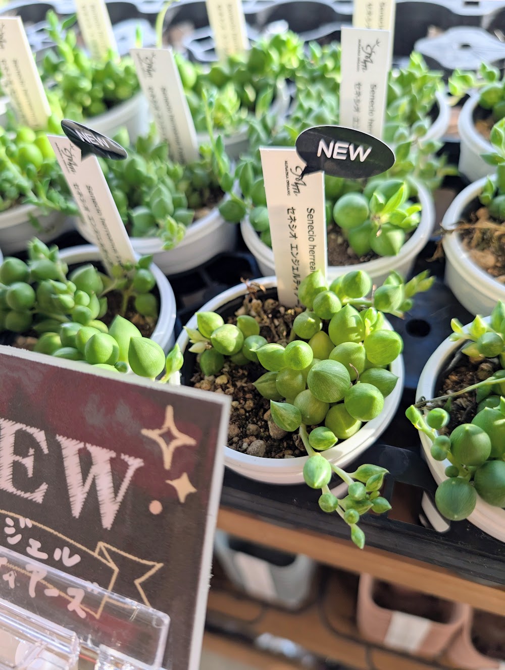 東京でたくさん多肉植物が並ぶお店 | 多肉植物専門店リュミエール_20250914
