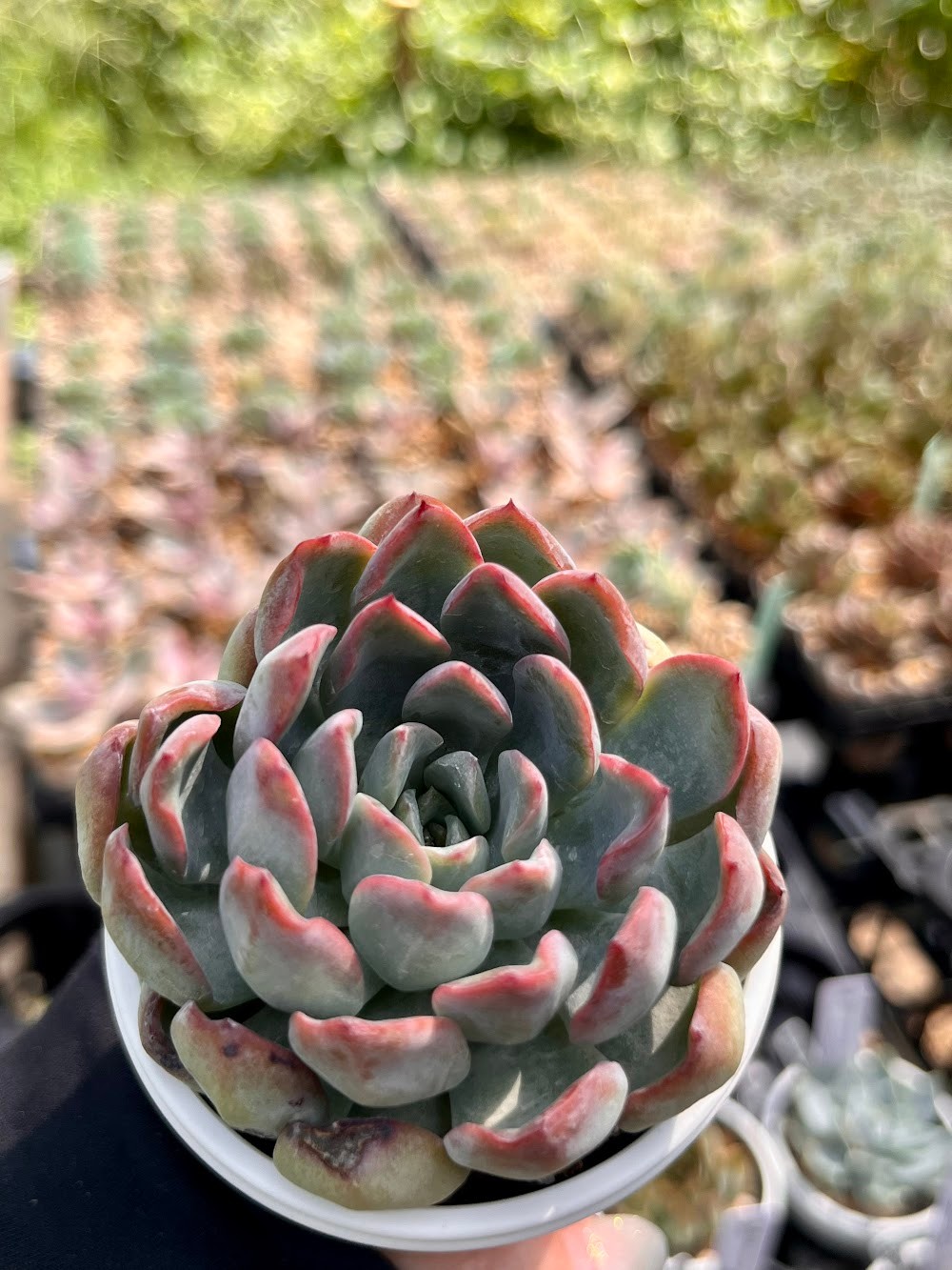 東京でたくさん多肉植物が並ぶお店 | 多肉植物専門店リュミエール_20250915