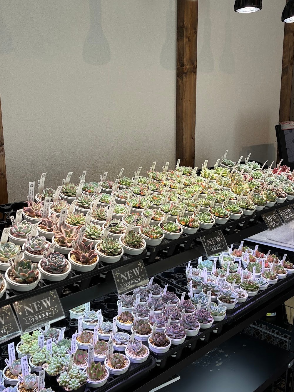 東京でたくさん多肉植物が並ぶお店 | 多肉植物専門店リュミエール_20250929