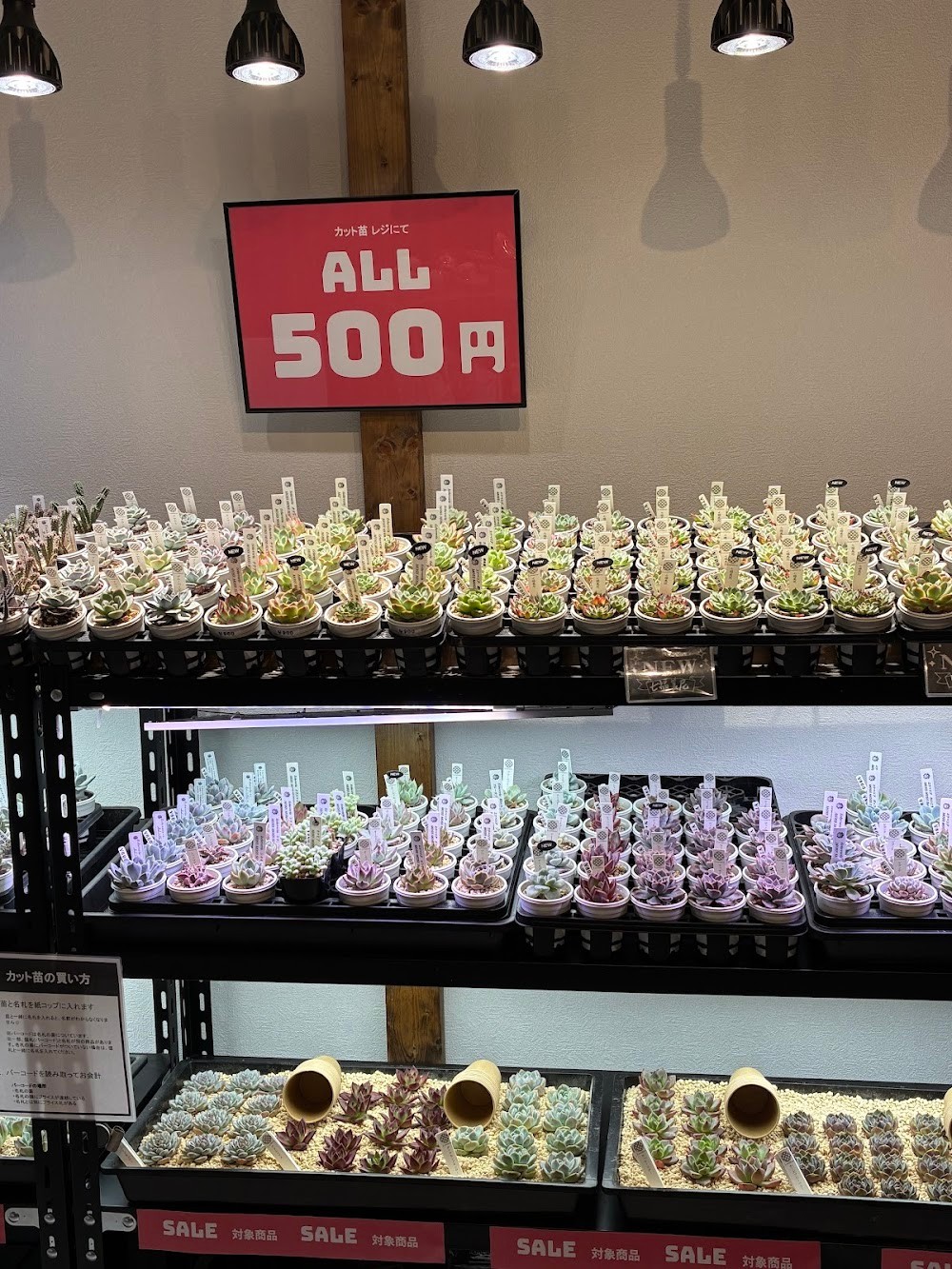 東京でたくさん多肉植物が並ぶお店 | 多肉植物専門店リュミエール_20250930