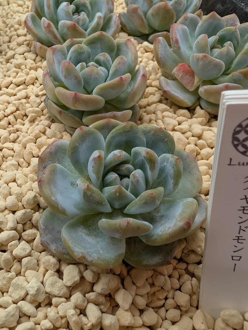 東京でたくさん多肉植物が並ぶお店 | 多肉植物専門店リュミエール_20251002